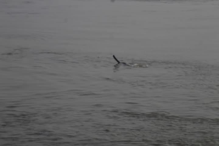dolphin (5).jpg